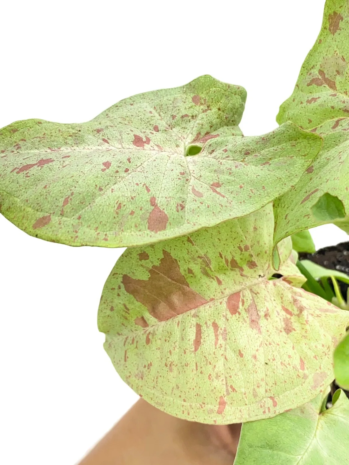 Plant and Stories Syngonium Confetti plante pot 6cm feuillage rose