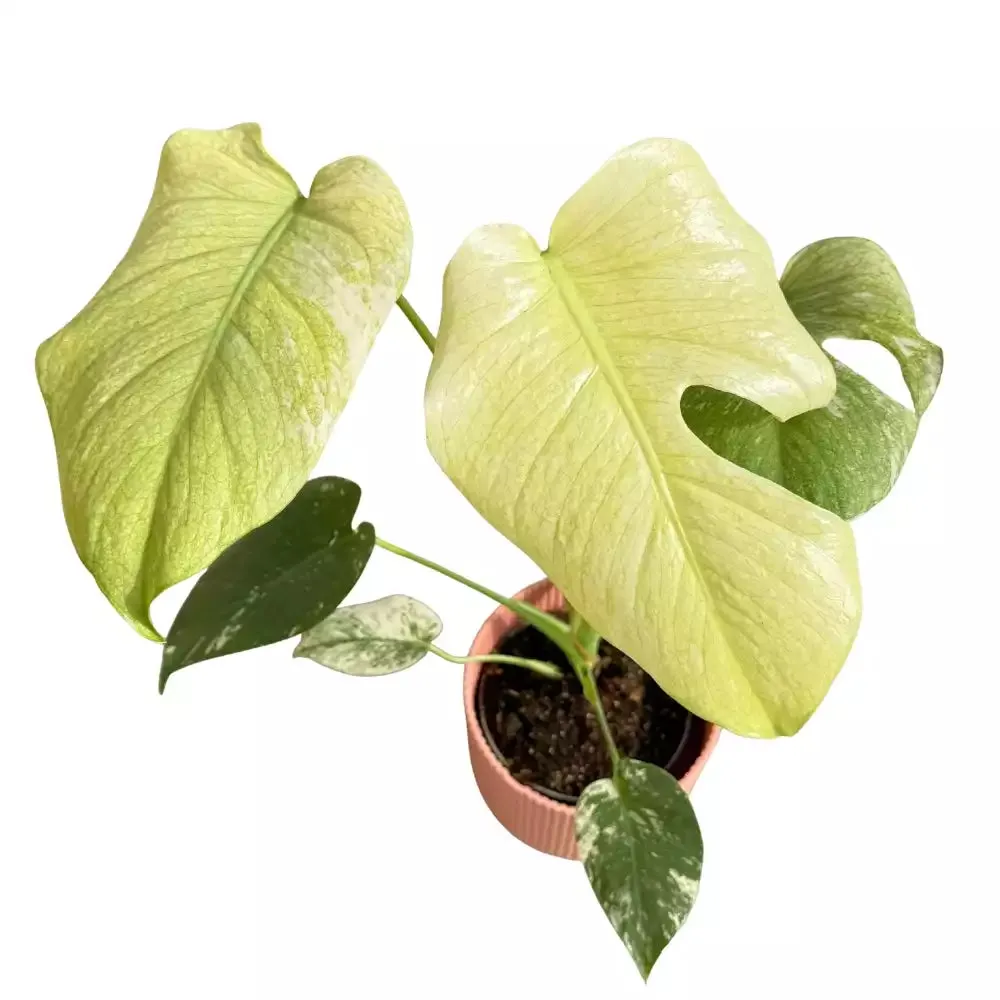 Plant and Stories Monstera Deliciosa Mint plante pot 9 cm panachée