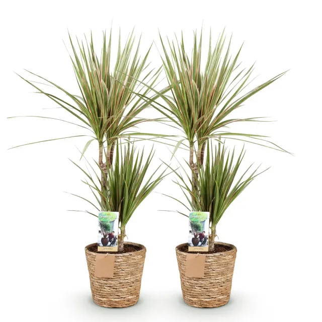 Plant and Stories Sunray dracaena lot 2 pots 17 cm 70 cm