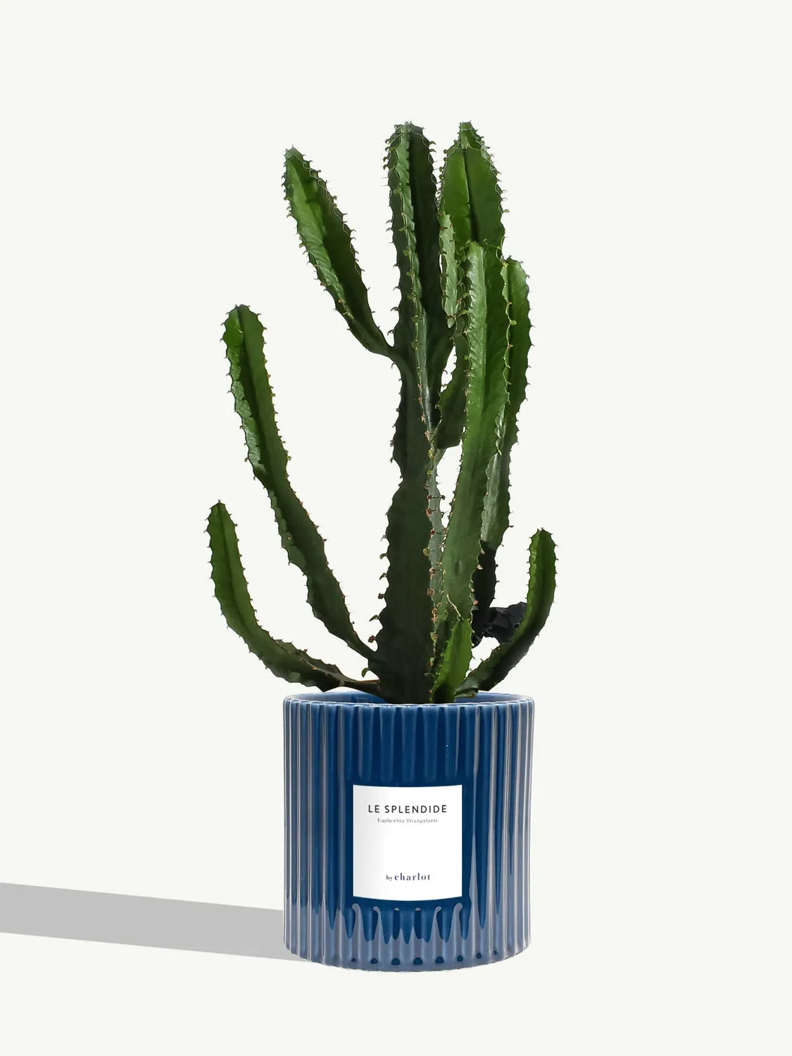 By Charlot Le Splendide euphorbe plante pot 14 cm soleil