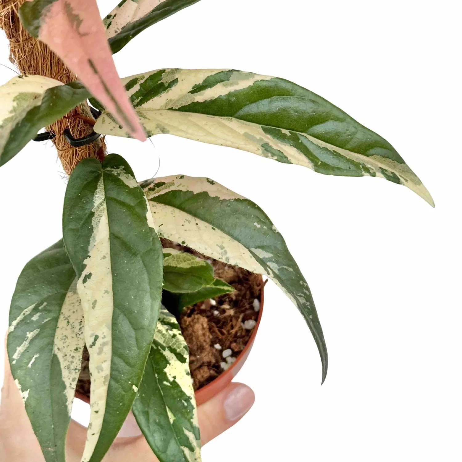 Plant and Stories Sagittata Variegata ficus pot 9cm panaché