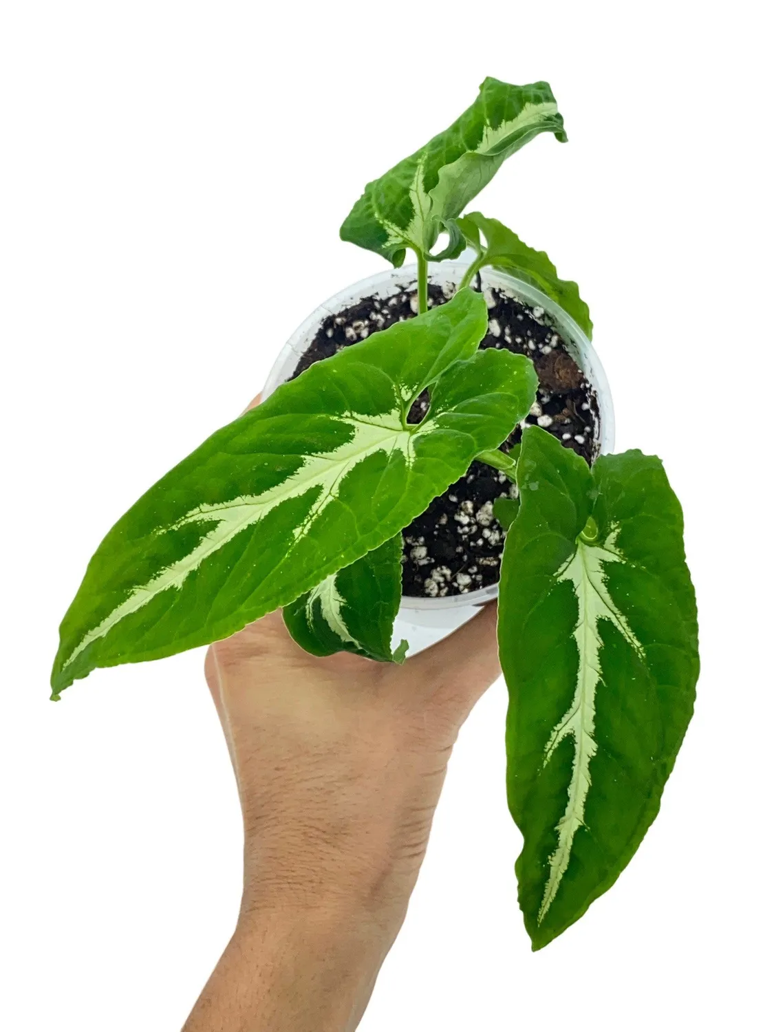 Plant and Stories Syngonium Wendlandii plante pot 6 cm velours