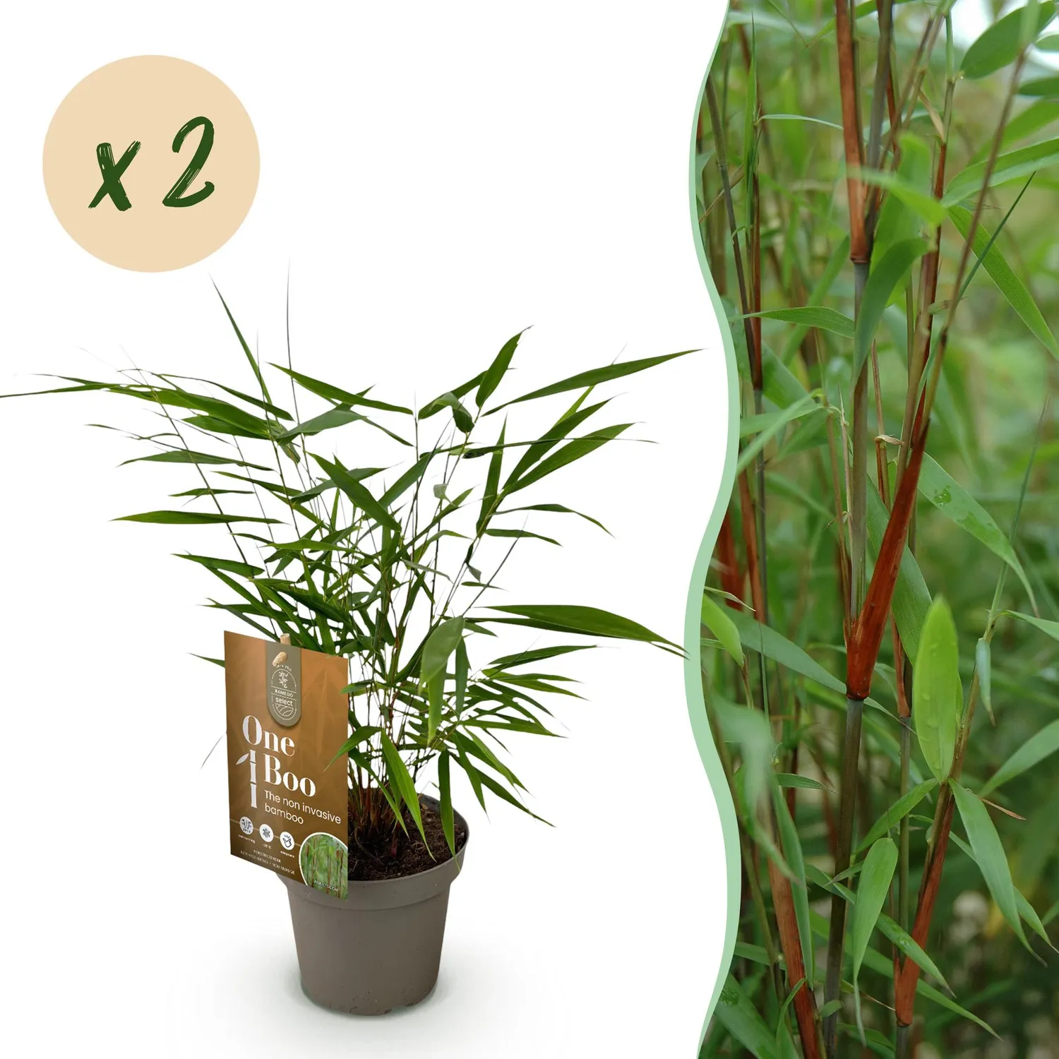 Plant and Stories Fargesia Asian Wonder bambou 2 plants non traçant