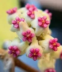 Plant and Stories Hoya Latifolia Rimba Perak plante pot 10 cm