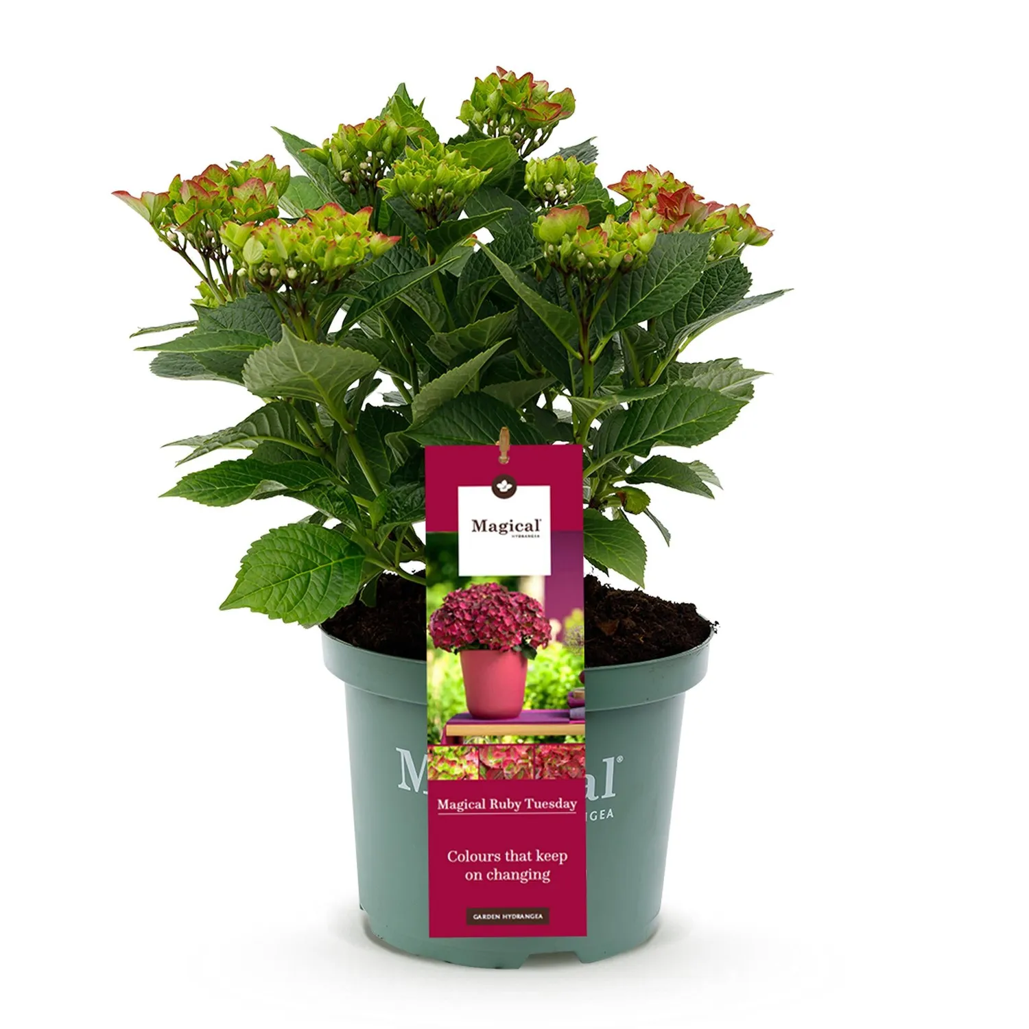 Plant and Stories Hortensia Magical Tuesday arbuste pot 23 cm fleurs rouges