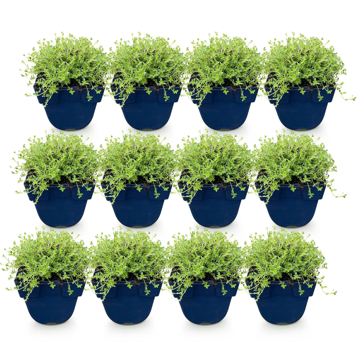 Plant and Stories Albiflorus thym 1 plant pot 11 cm vivace