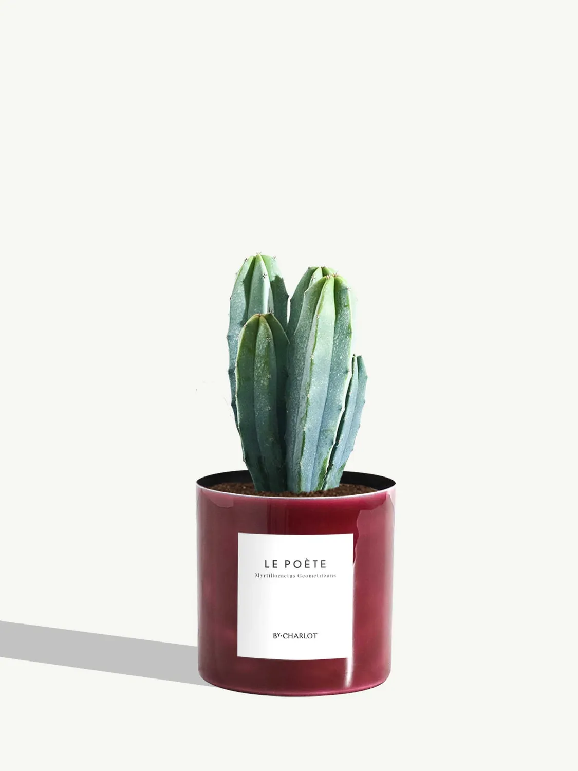 By Charlot Le Poète cactus myrtillocactus pot 10 cm