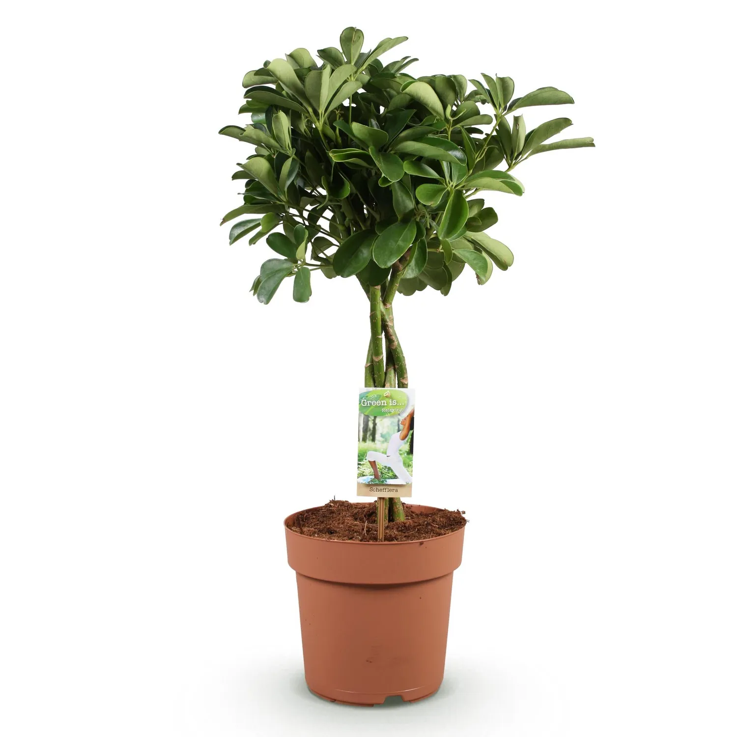 Plant and Stories Nora schefflera plante d'intérieur 70 cm lustré