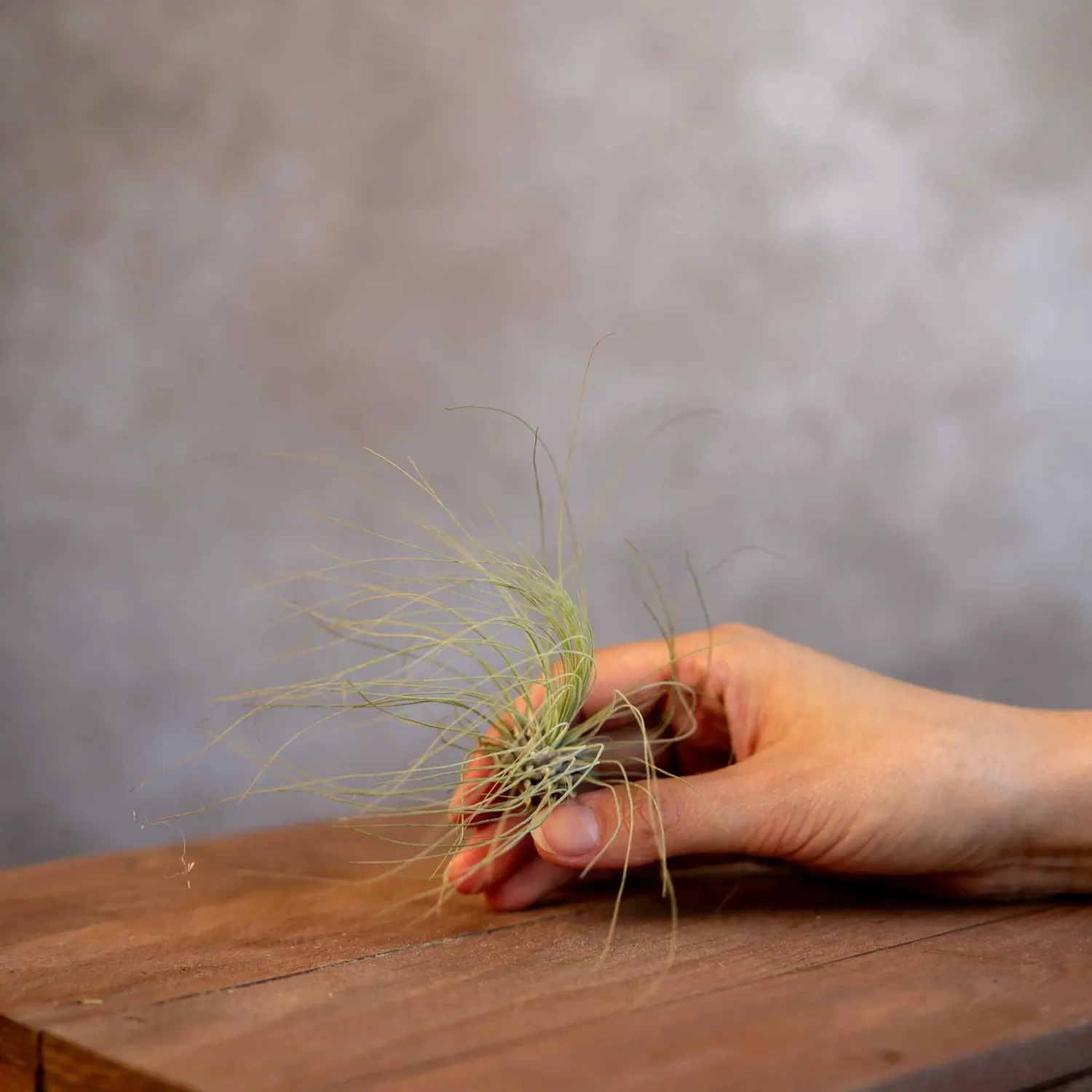 Airplantshop Tillandsia Argentea mini plante aérienne