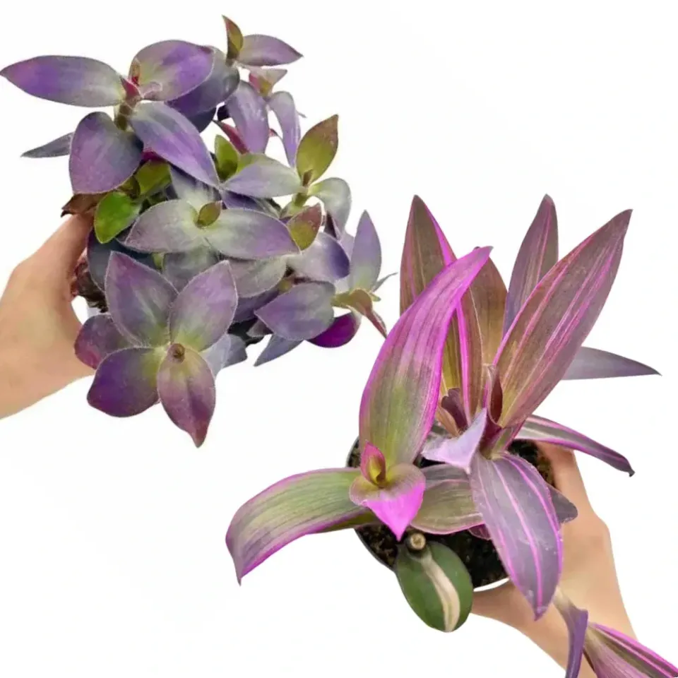 PLANT AND STORIES Tradescantia Pallida duo plante pot 12 cm violet