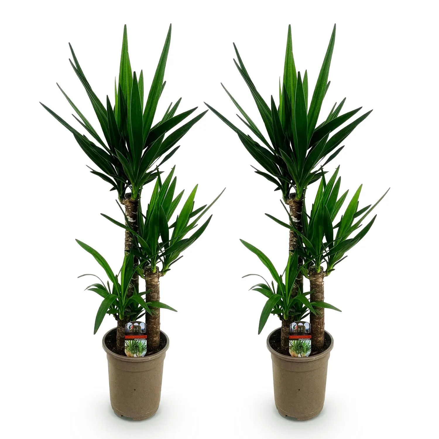 Plant and Stories Yucca Elephantipes plante 100 cm pot 21 cm