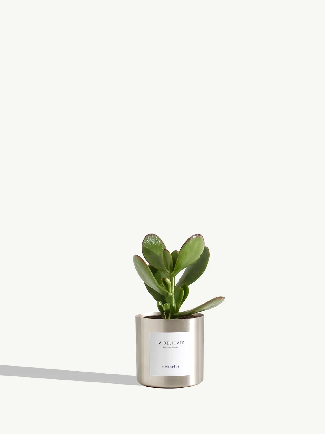 By Charlot La Délicate miniature Crassula pot 6 cm