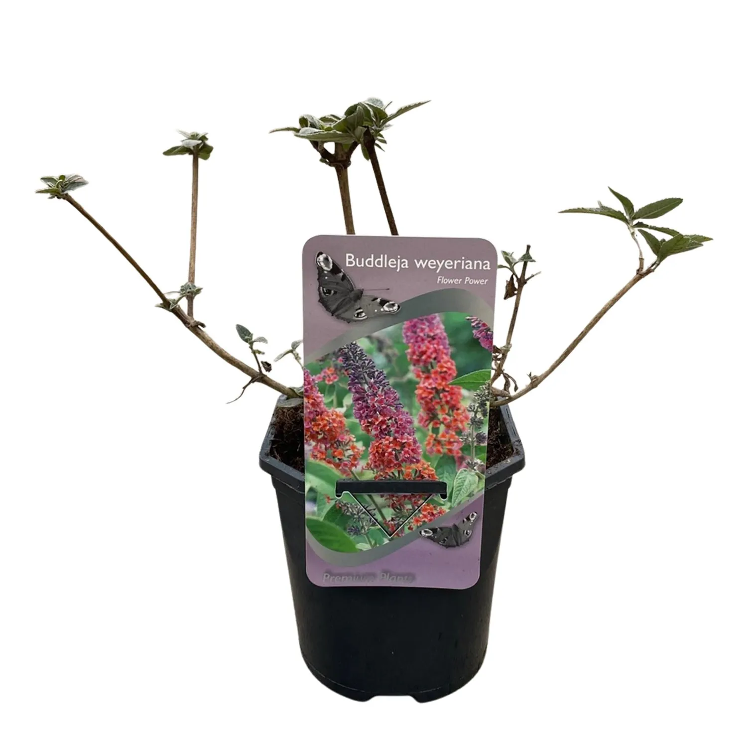 Plant and Stories Flower Power arbre aux papillons 1 plant soleil