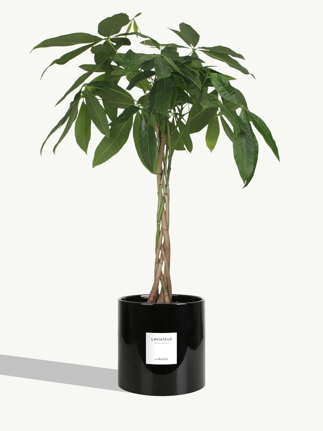 By Charlot L'Aviateur grande plante verte L+ 100 cm
