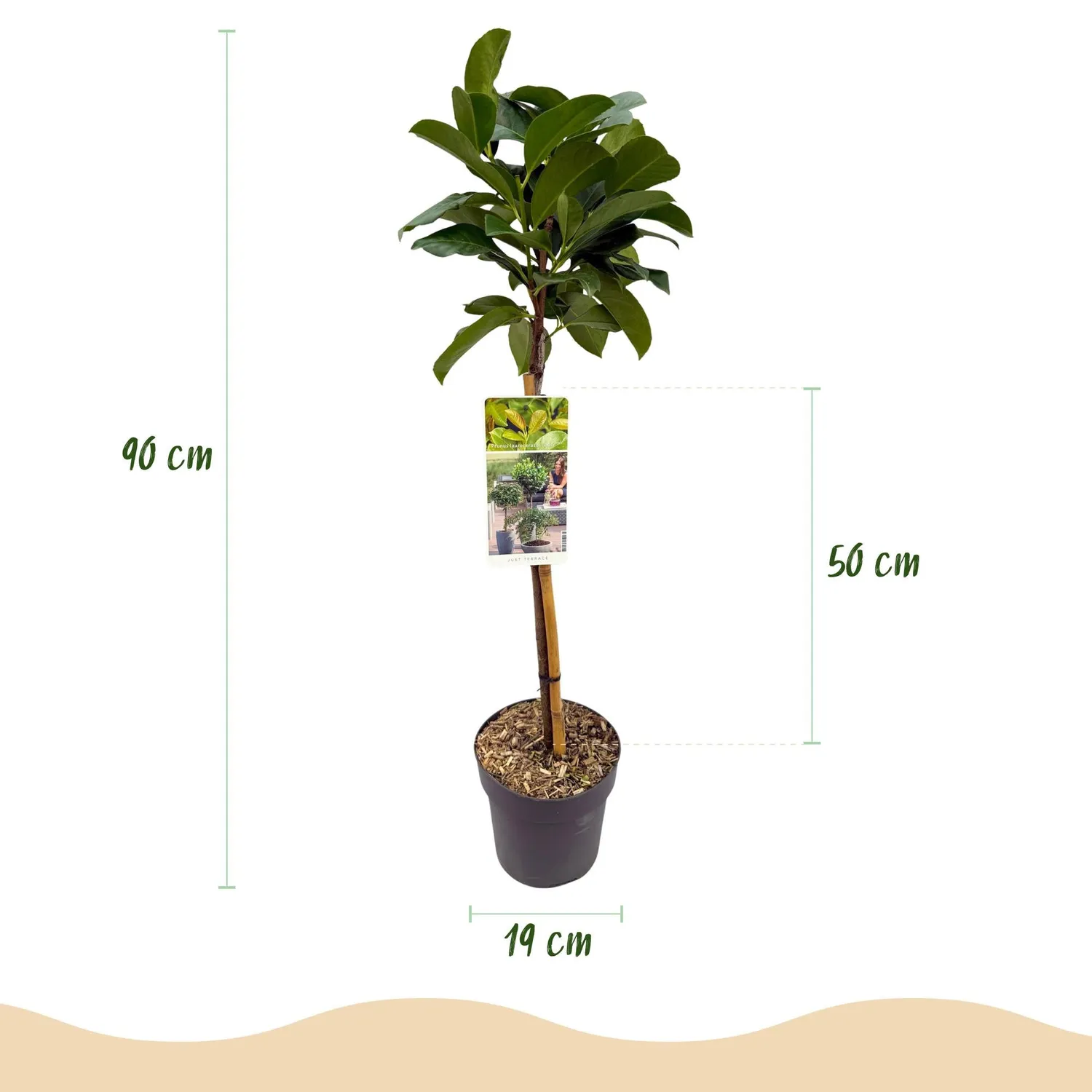 Plant and Stories Laurier Etna haie sur tige 90 cm brillant