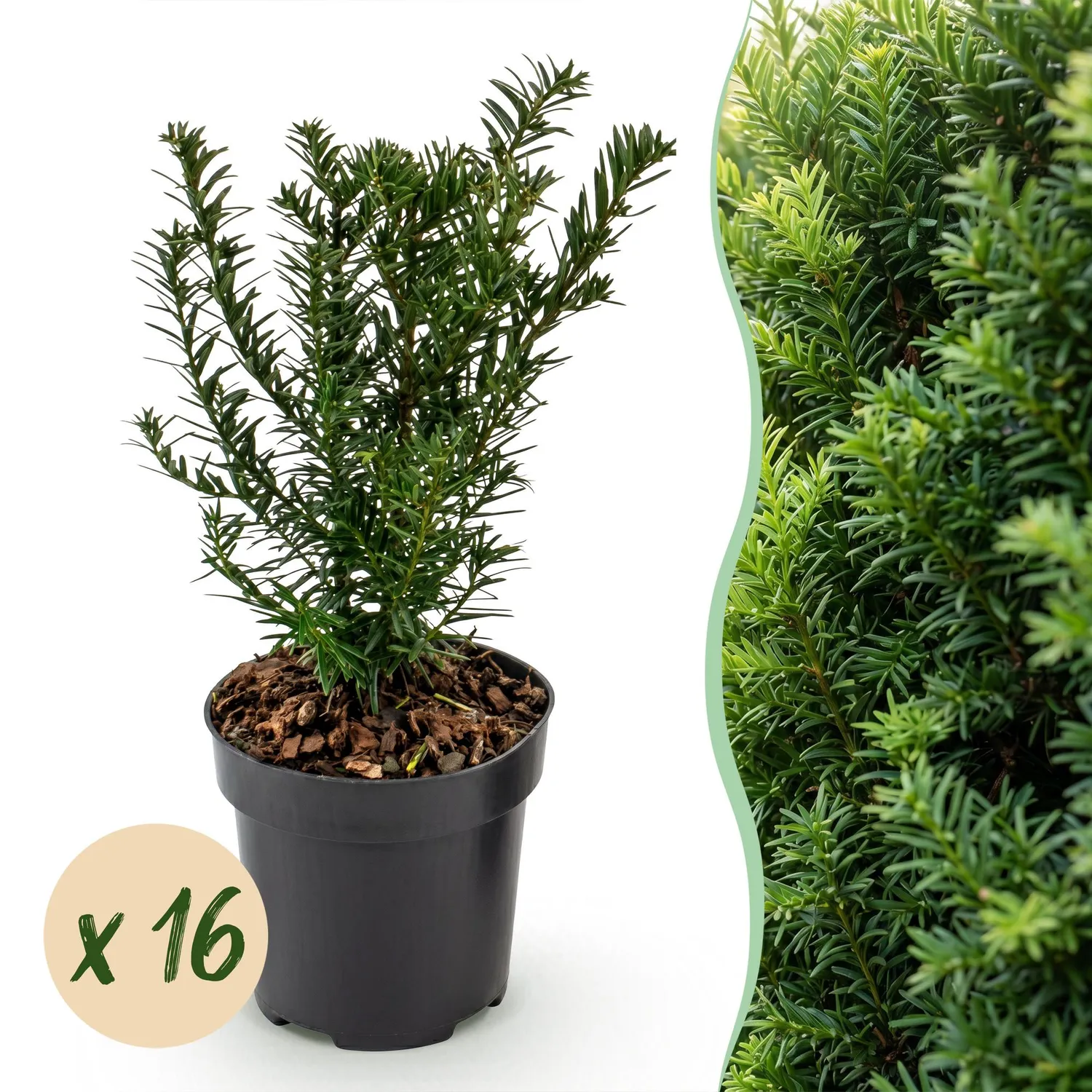 Plant and Stories Taxus baccata if commun 8 plants pot 9 cm