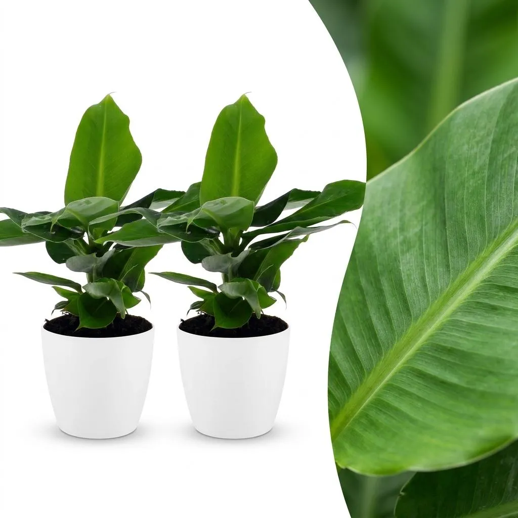 Plant and Stories Oriental Dwarf bananier nain pot 12 cm vert