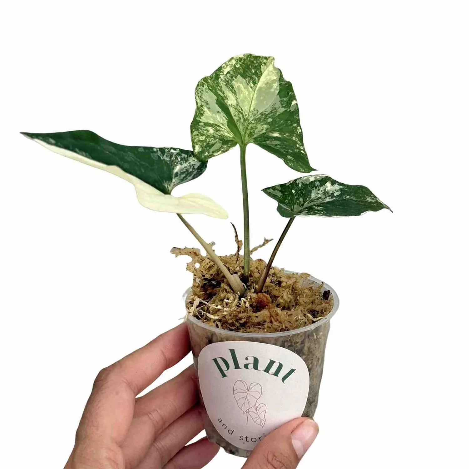 Plant and Stories Syngonium Albo Variegata plante d’intérieur pot 6 cm blanc