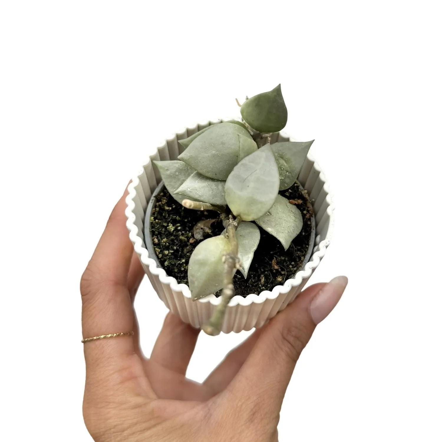 Plant and Stories Hoya Silver Eskimo plante d’intérieur pot 6 cm argenté