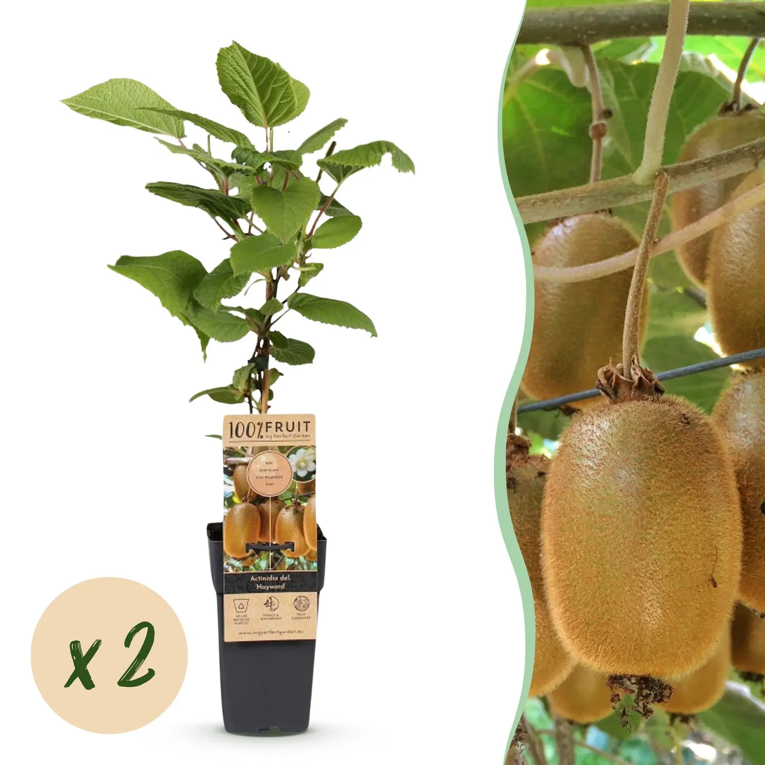 Plant and Stories Hayward Kiwi fruitier lot 2 grimpant rustique