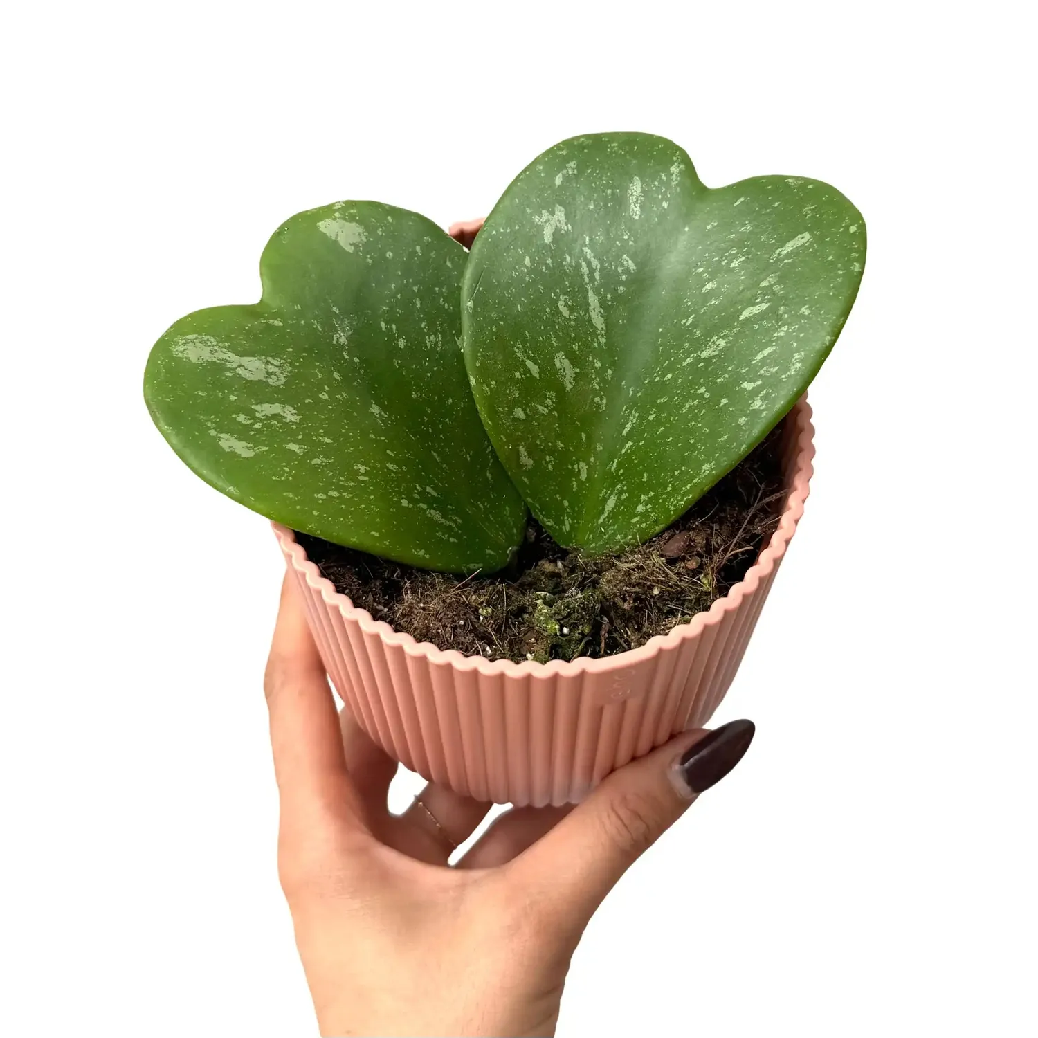 Plant and Stories Hoya Kerrii Splash plante pot 10,5 cm cœur