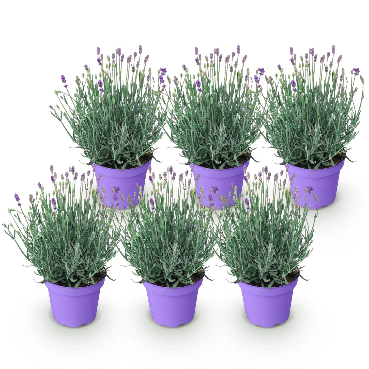 Plant and Stories Lavandula Munstead lavande 1 plant parfumée