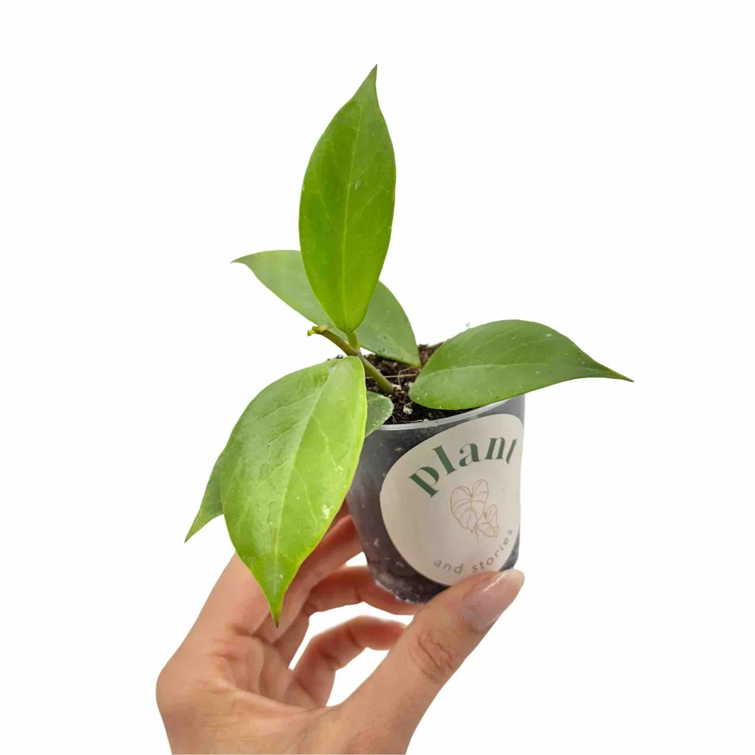 Plant and Stories Hoya Sunrise plante pot 6 cm feuilles soleil