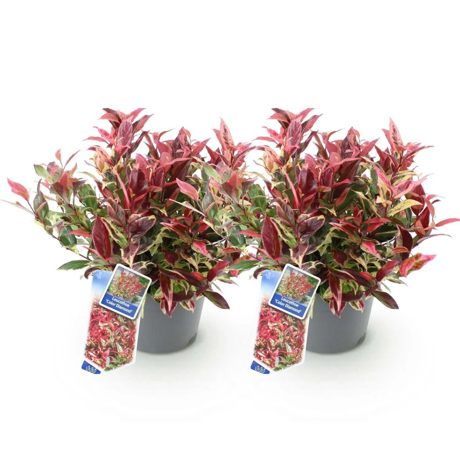 Plant and Stories Leucothoé Colour Diamond arbuste pot 17 cm ombre