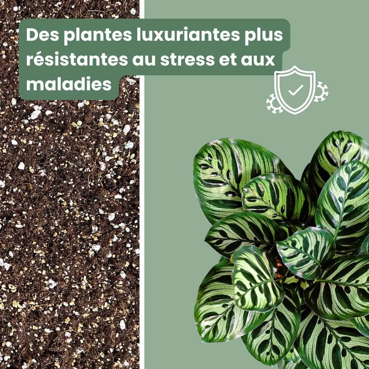 Plant and Stories Terreau Calathea Maranta Premium mycorhizes