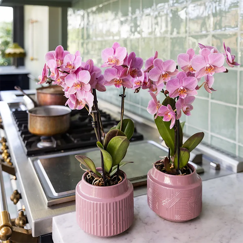 Plant and Stories Phalaenopsis Trévise orchidée duo 2 pots 9 cm