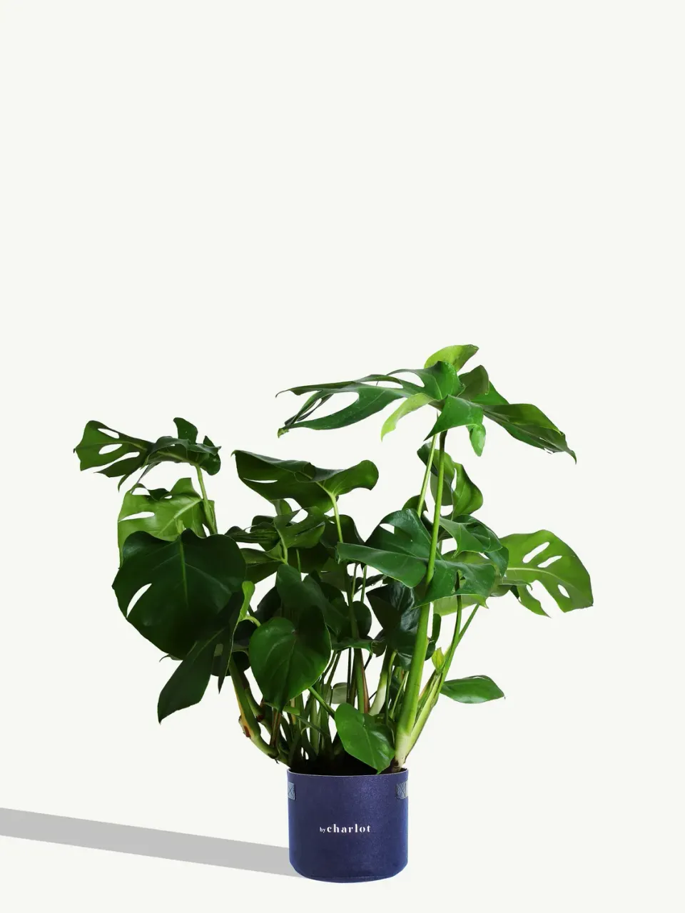 By Charlot La Sauvage plante recharge XL