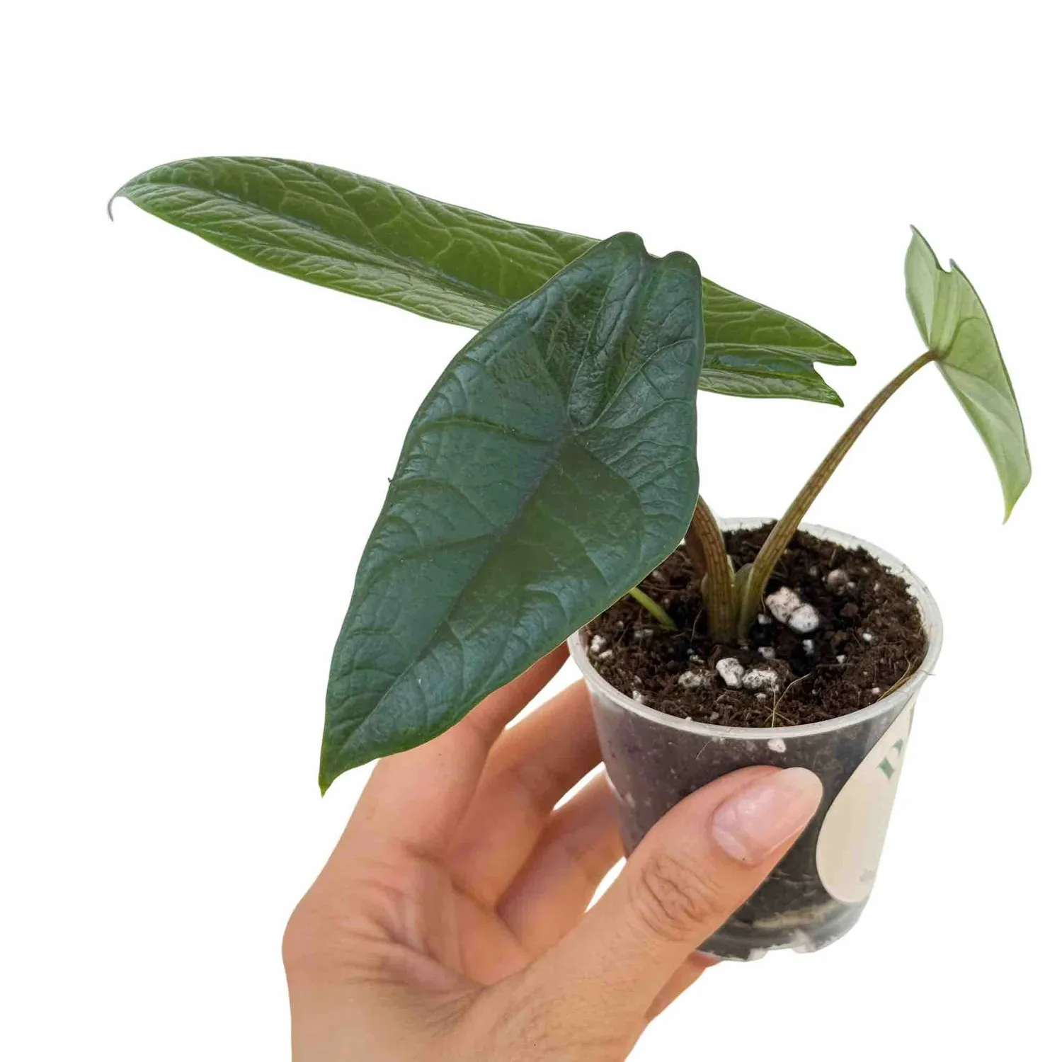 Plant and Stories Alocasia Scalprum plante pot 6cm feuille sculptée