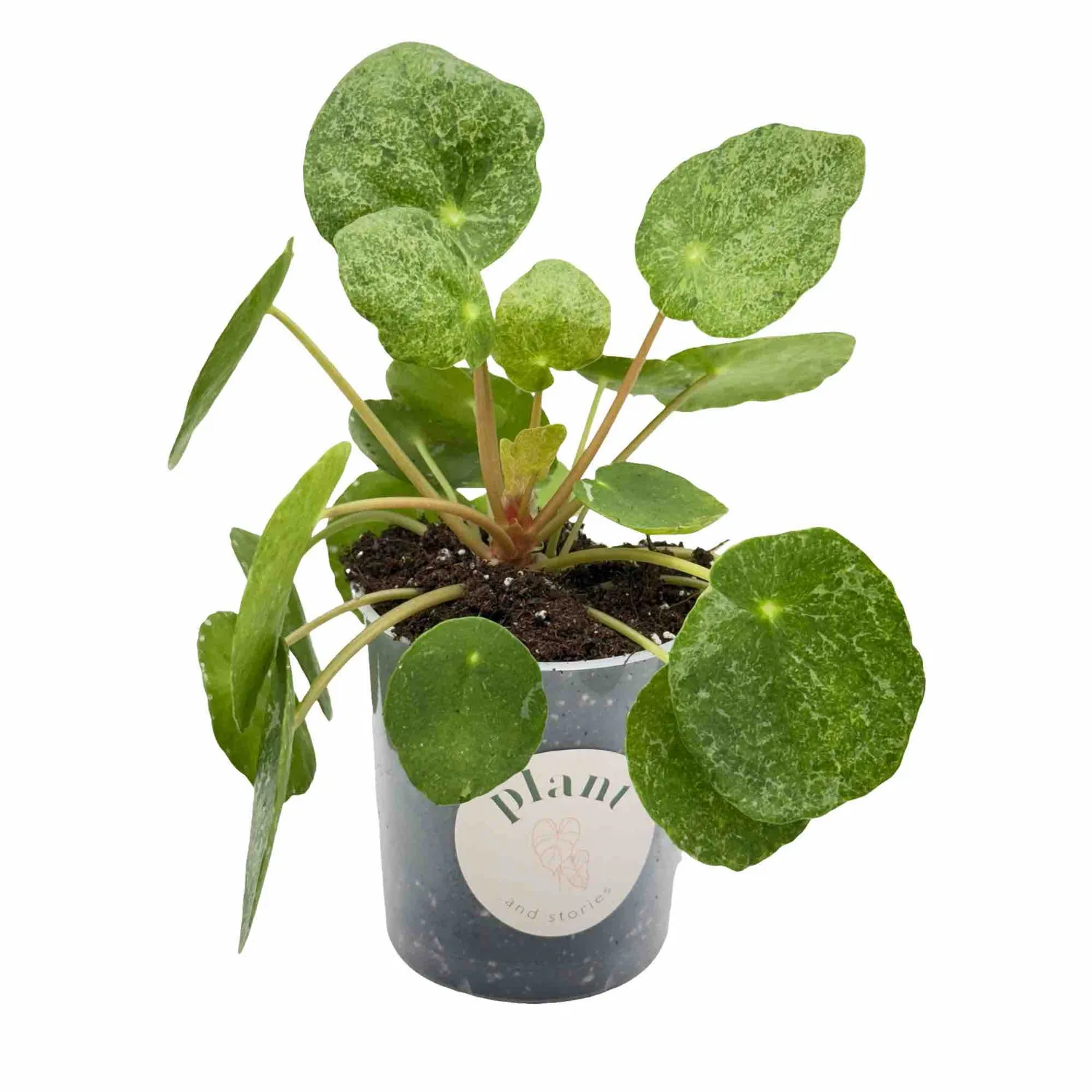Plant and Stories Pilea Sugar plante d'intérieur pot 6 cm argentée
