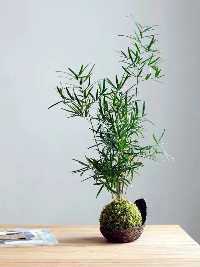 AQUAPHYTE Mélanésie Ni kokedama asparagus 12 cm