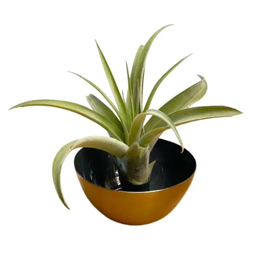 Airplantshop bougeoir métal bleu nuit Tillandsia Capitata