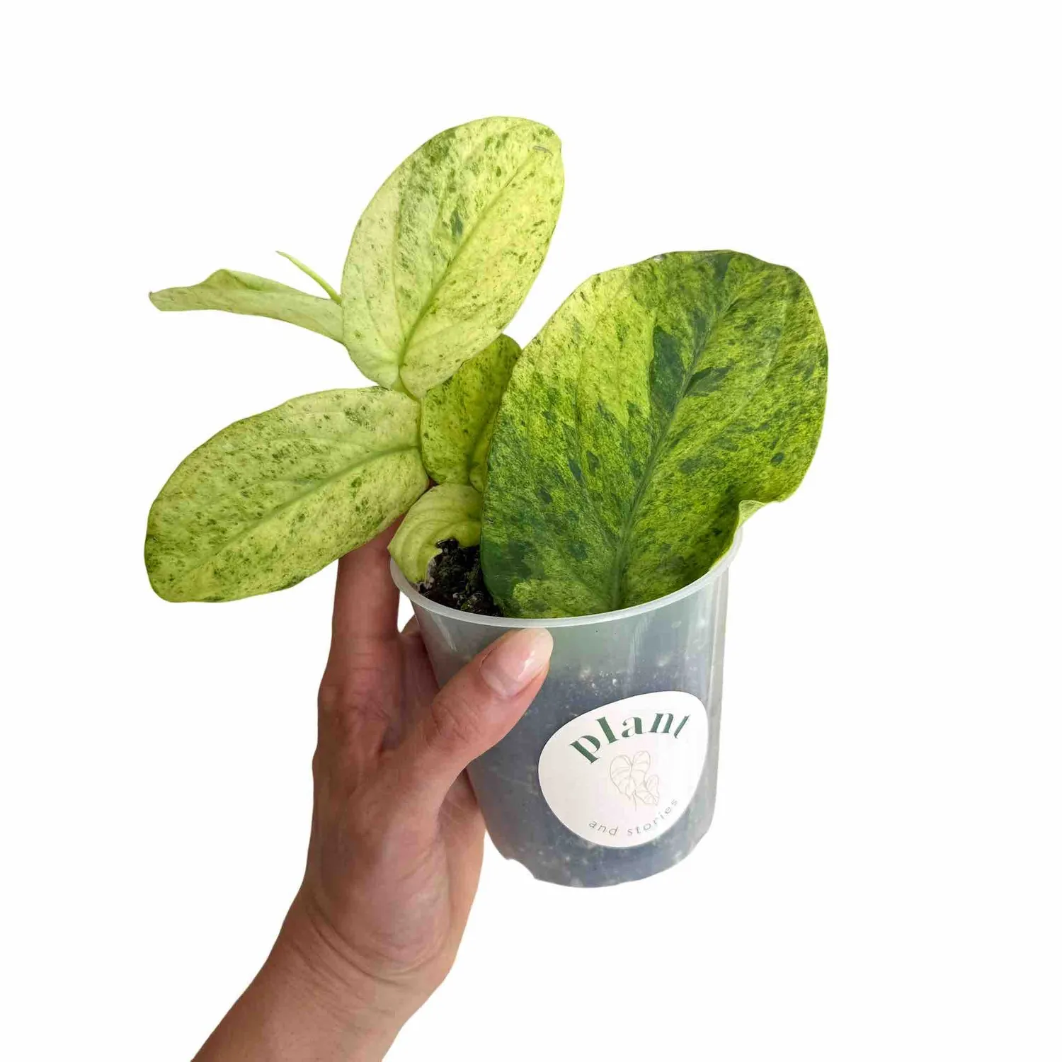 Plant and Stories Korthalsii Marble Aurea pot 9 cm doré