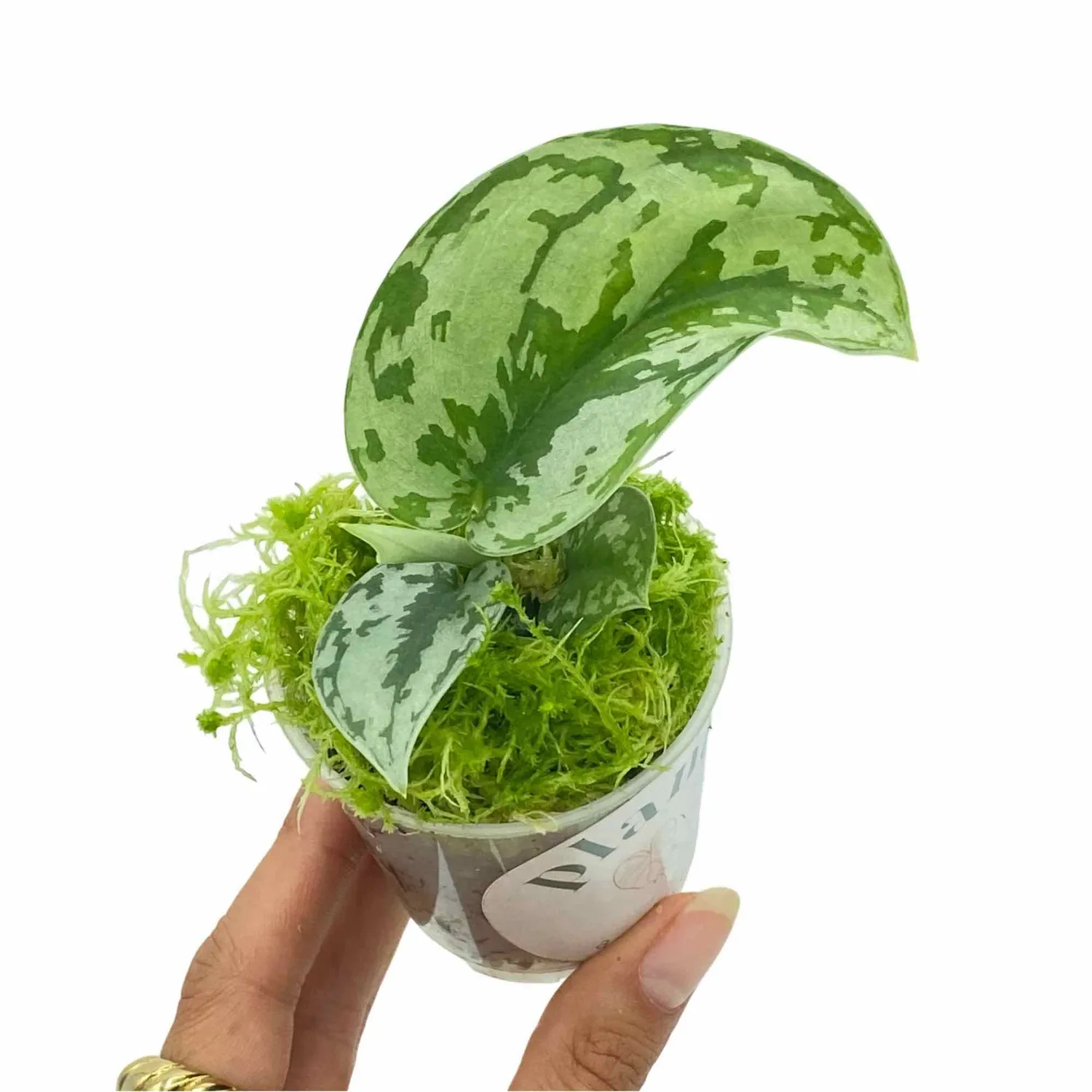 Plant and Stories Scindapsus Silver Lady plante argentée