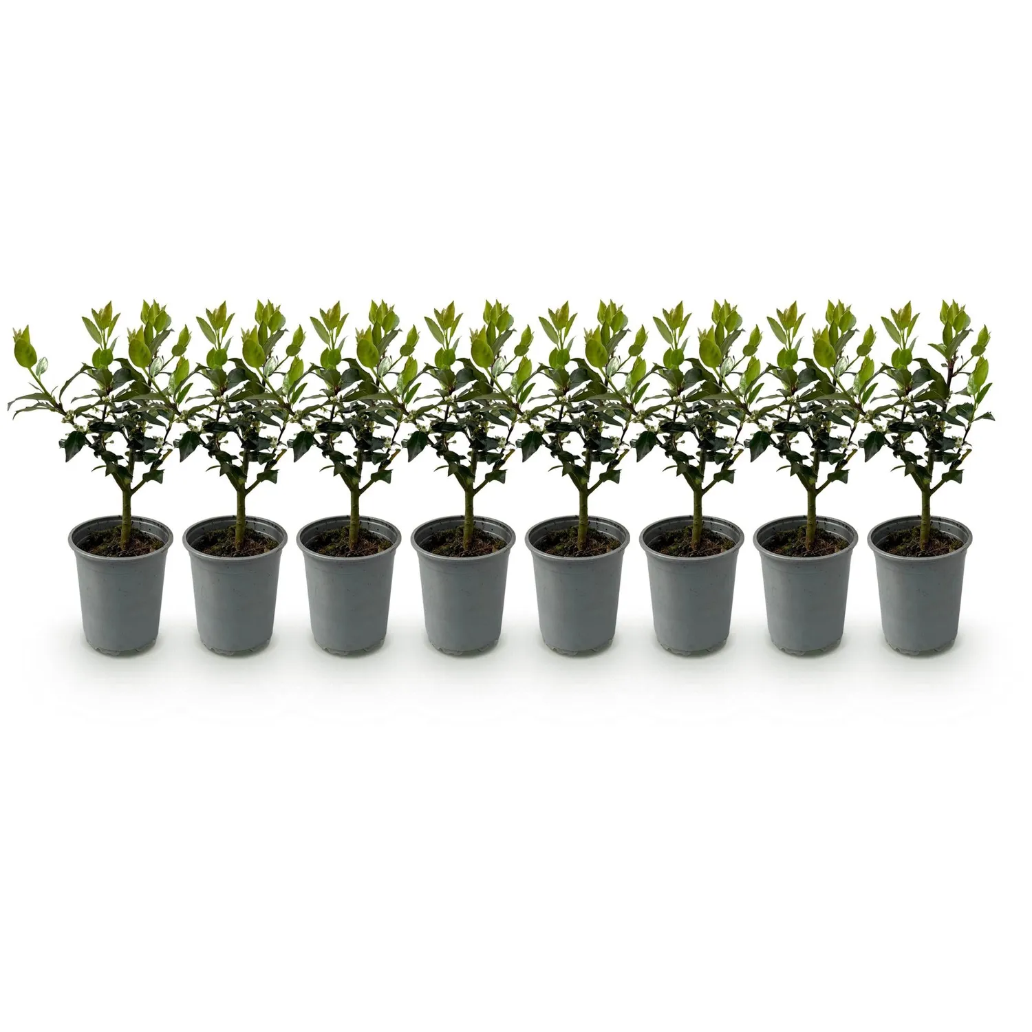 Plant and Stories Houx Blue Maid haie persistante lot 8 plants