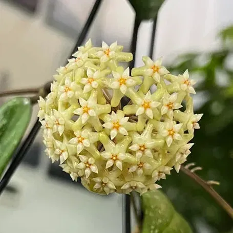 Plant and Stories Hoya sp. Vietnam plante pot 6 cm grimpante