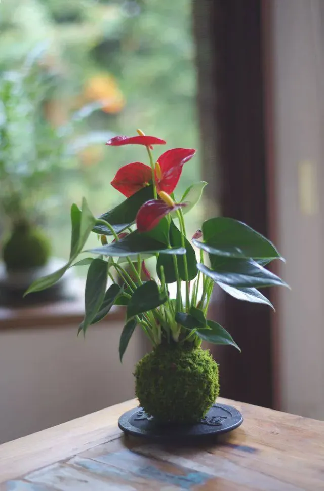 AQUAPHYTE Gatun Aka Ni kokedama anthurium rouge