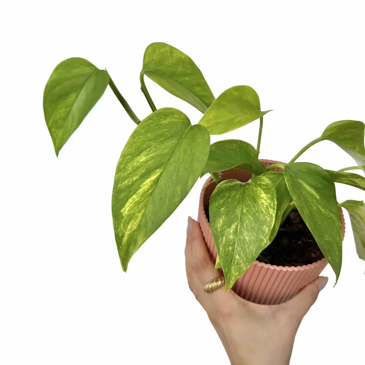 Plant and Stories Neon Queen pothos chartreuse pot 12cm