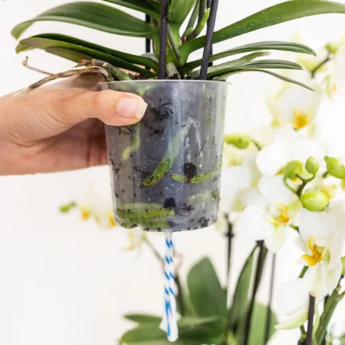 Plant and Stories Chamonix orchidée violette pot 9 cm