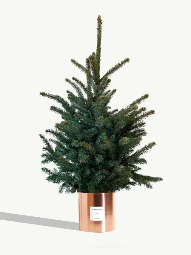 By Charlot Le Merveilleux sapin 120 cm pot 24 cm coffret