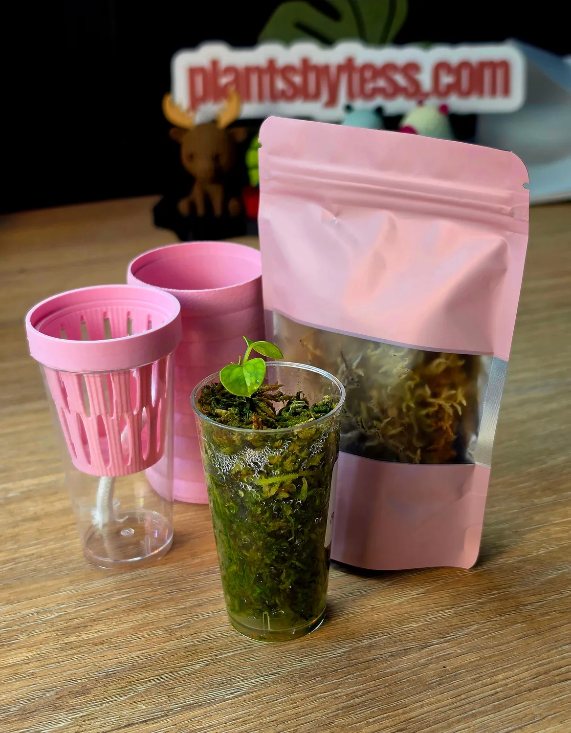 plant.ess Anthurium Portillae kit semis + pot auto-arrosant