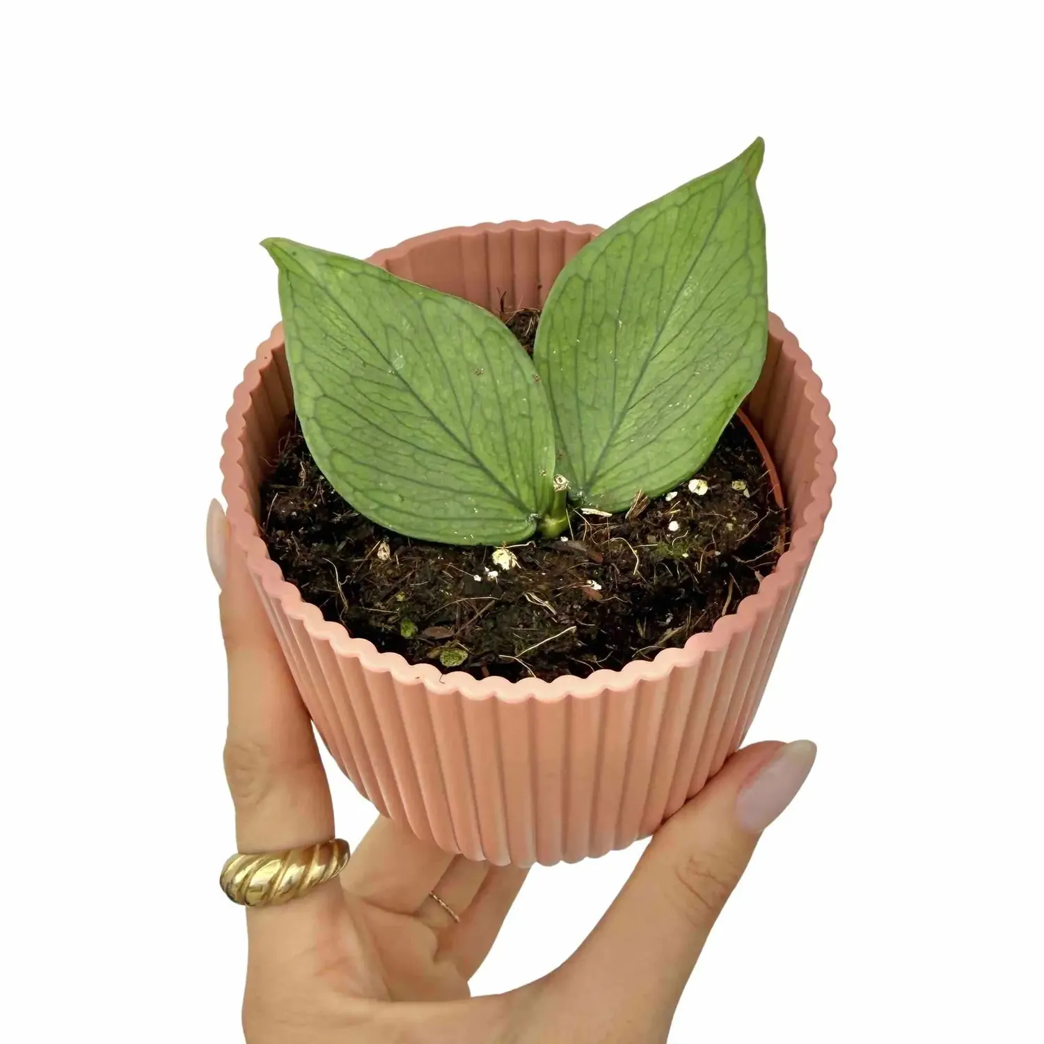 Plant and Stories Polyneura hoya plante pot 6cm feuilles nervurées