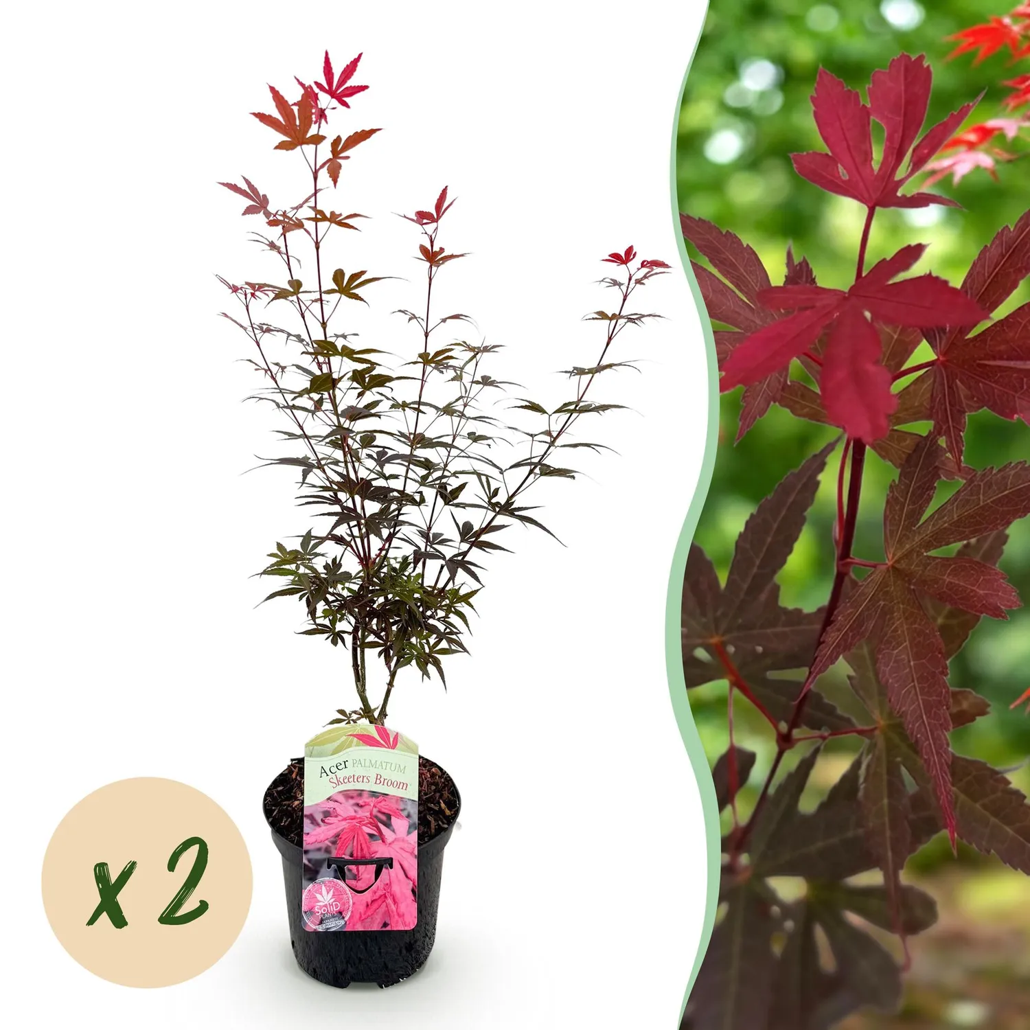 Plant and Stories Érable Skeeter's Broom arbuste pot 19 cm pourpre