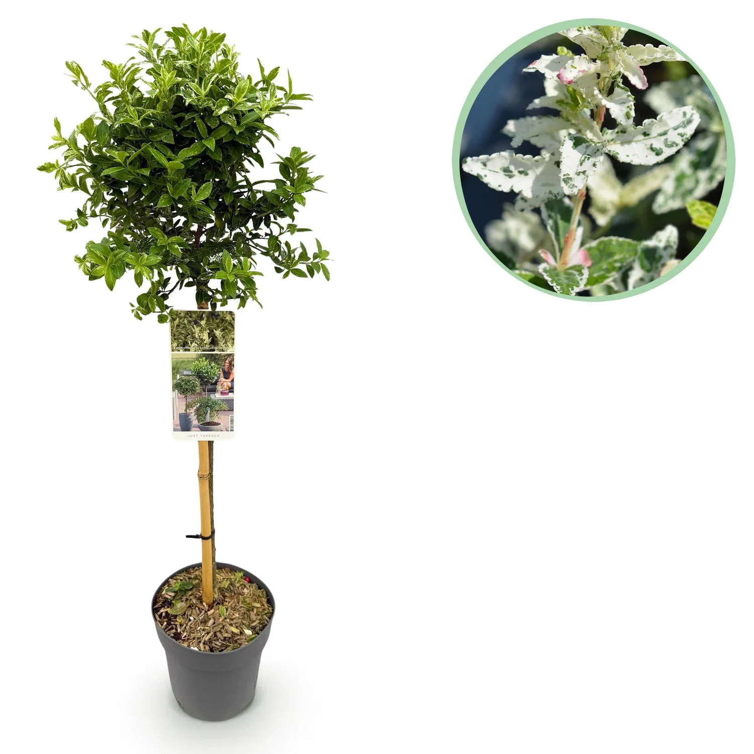 Plant and Stories Harlequin fusain sur tige 90 cm pot 19 cm panaché