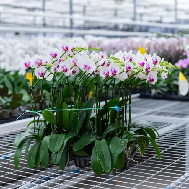 Orchidées de Prestige Brut Sauvage 6 orchidée prestige