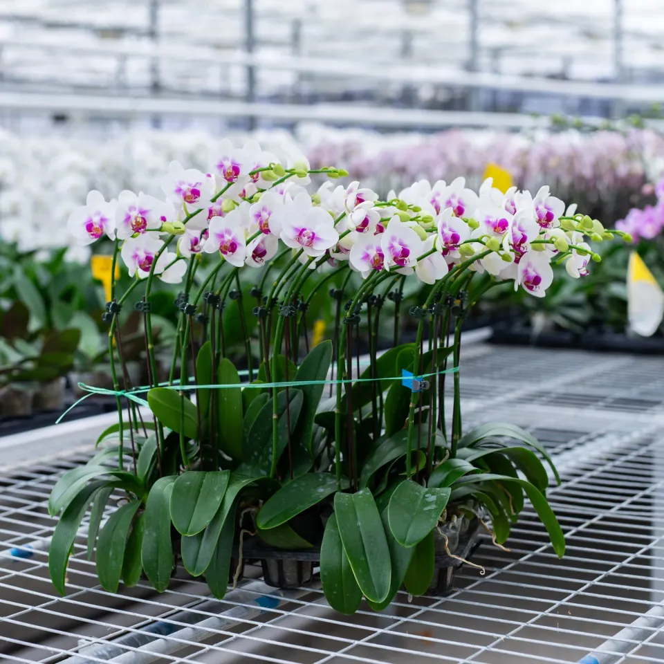 Orchidées de Prestige Brut Sauvage 6 orchidée prestige