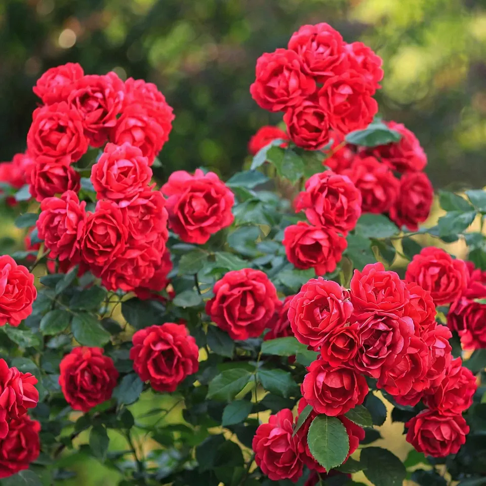 Plant and Stories The Fairy rosier couvre-sol 1 plant rouge